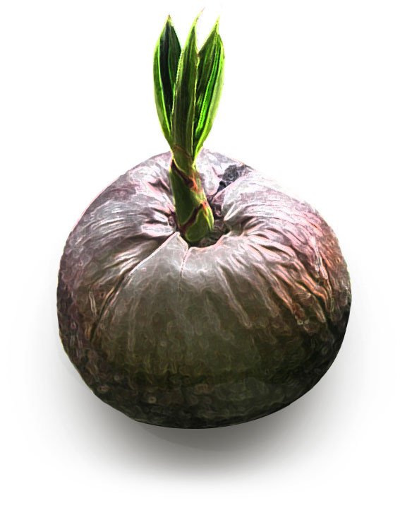 Maui Spikeless sprouted coconut graphic